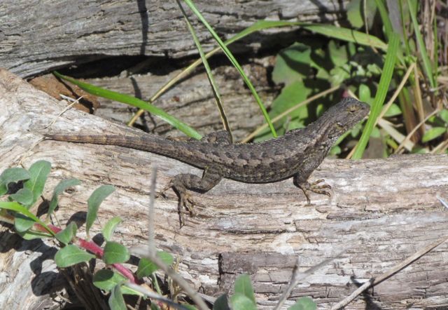 Fence Lizard