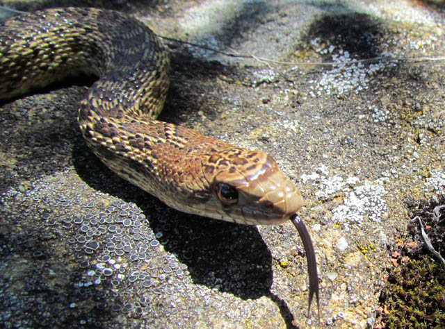 A Pacific Gopher Snake