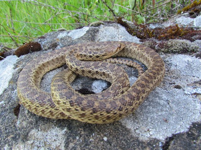 Pacific Gopher Snake