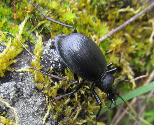 ground beetle