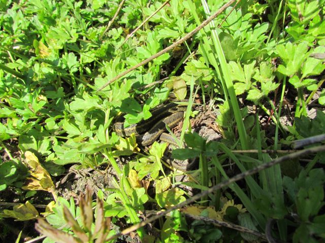 Aquatic Intergrade Garter Snake