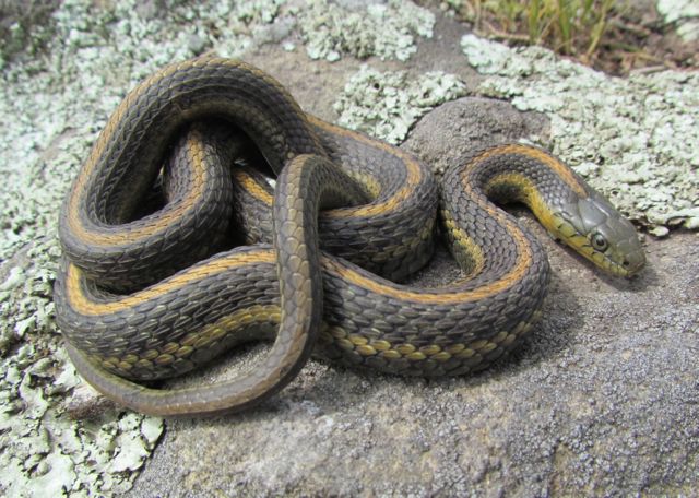 Aquatic Intergrade Garter Snake