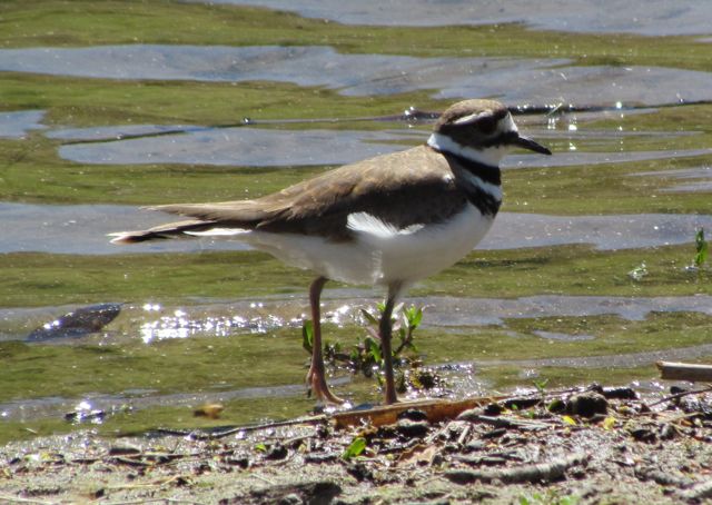 Killdeer