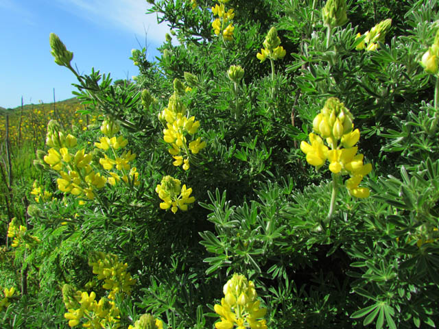 Yellow Bush Lupine