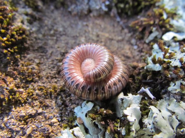 millipede