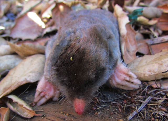 Broad-footed Mole