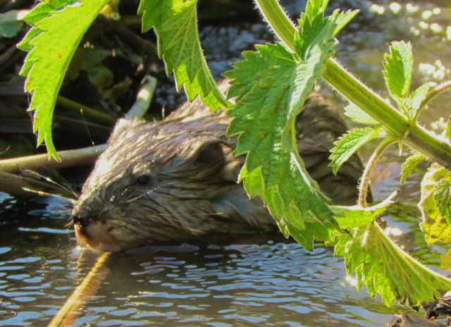 Muskrat