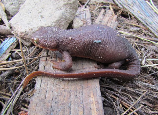 California Newt