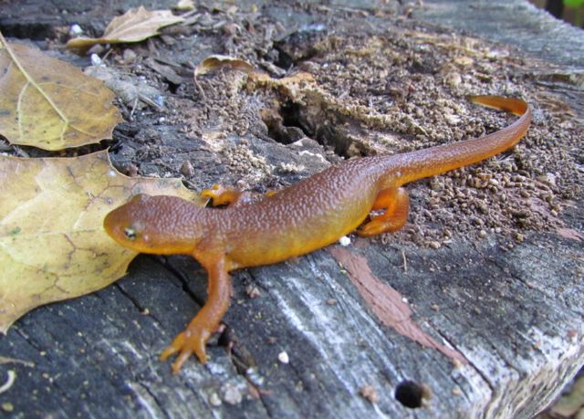 California Newt