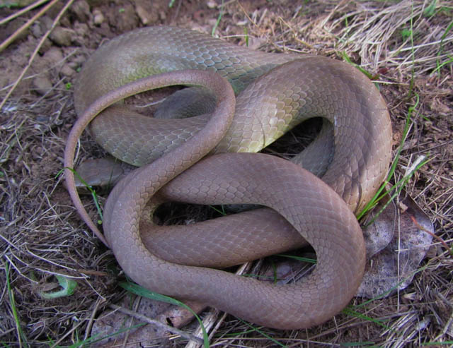 Yellowbelly Racer