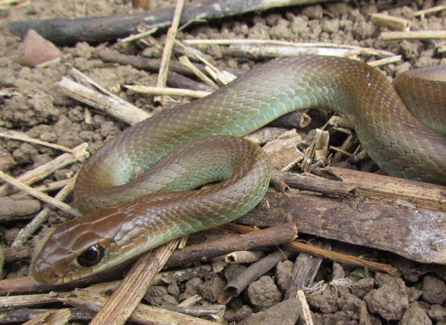 Yellowbelly Racer