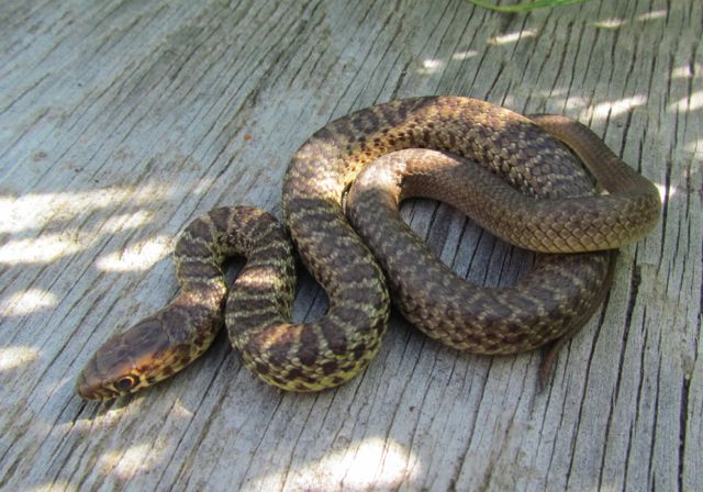 Yellowbelly Racer