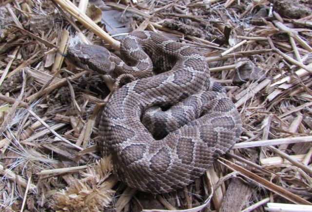 Northern Pacific Rattlesnake