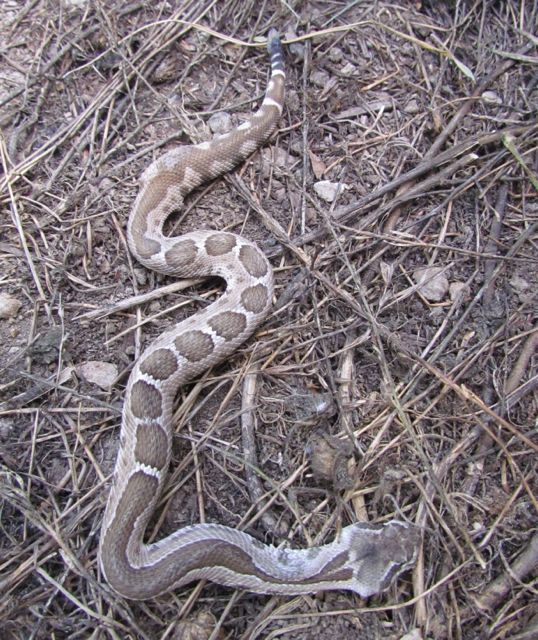 Northern Pacific Rattlesnake