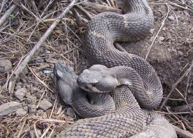 Northern Pacific Rattlesnake