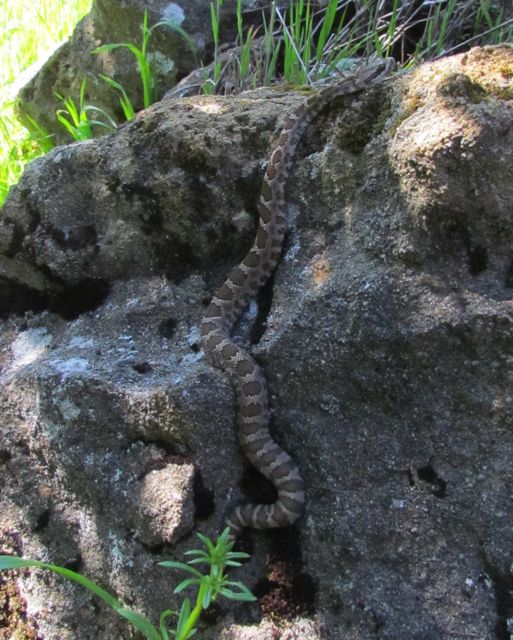 Northern Pacific Rattlesnake