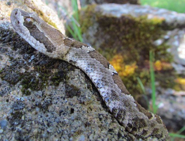 Northern Pacific Rattlesnake