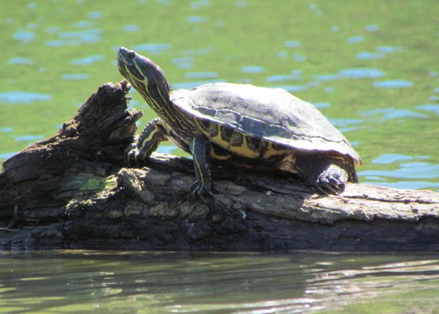 Big Red-ear Slider