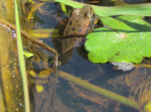 California Red-legged Frog