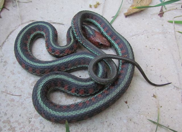 California Red-sided Garter Snake