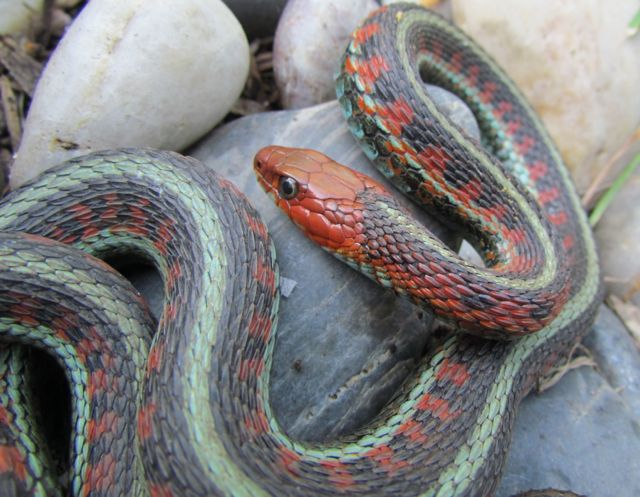 California Red-sided Garter Snake