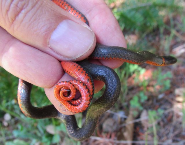 Ringneck Snake