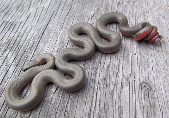 Ringneck Snake