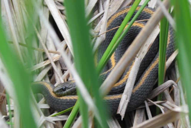 Santa Cruz Garter Snake