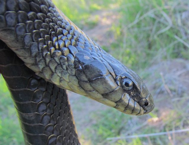 Santa Cruz Garter Snake