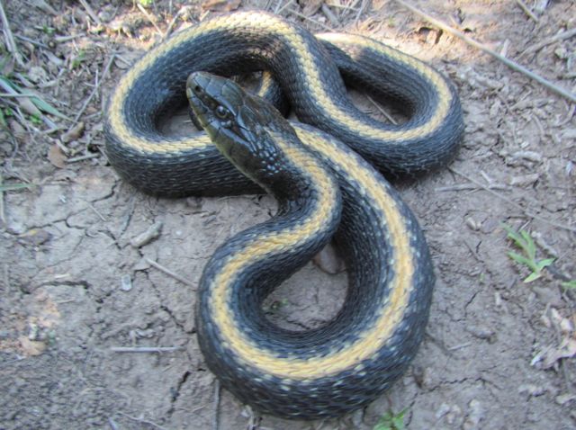 Santa Cruz Garter Snake