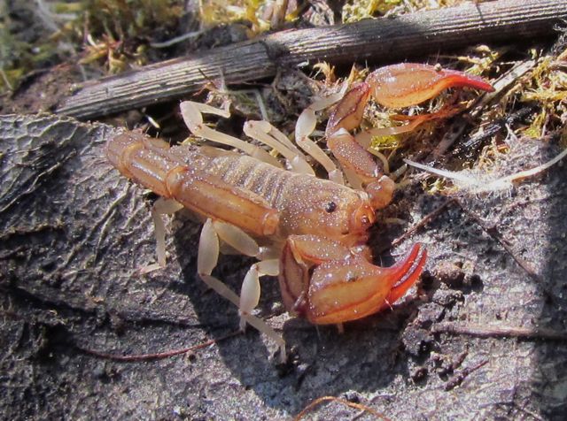 Pacific Northwest Scorpion