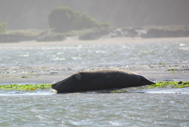 Harbor Seals