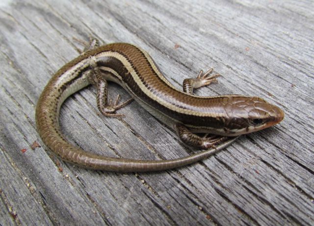 Skilton's Skink