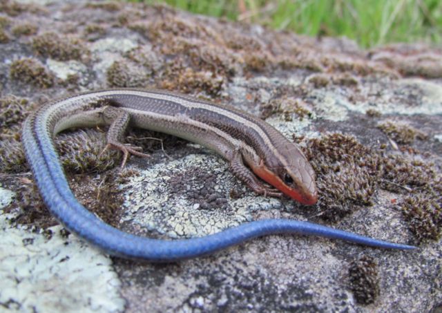 Skilton's Skink