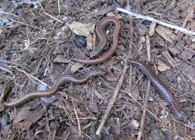 Slender Salamanders