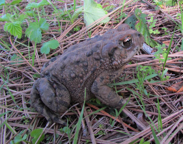 California Toad