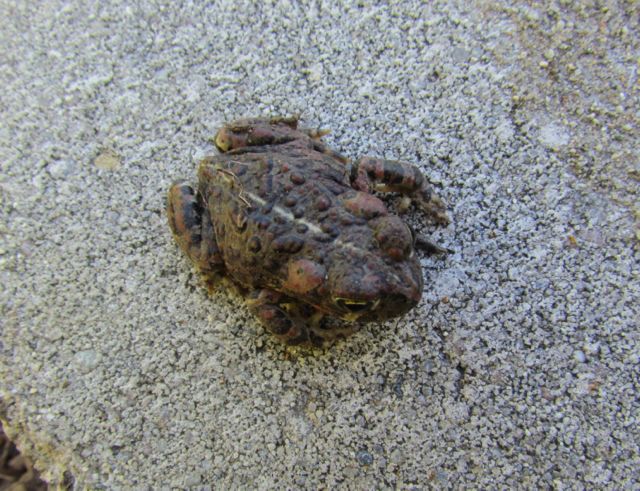 California Toad