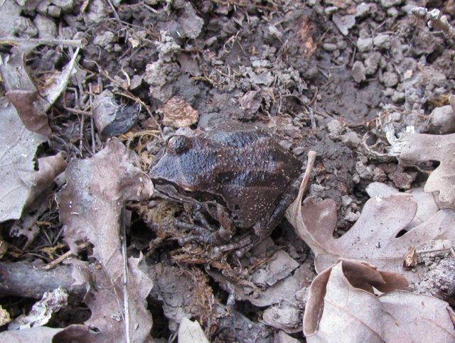 Sierran Treefrog