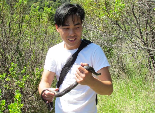 Santa Cruz Garter Snake