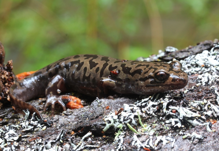 Coastal Giant Salamander