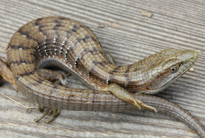 Southern Alligator Lizard