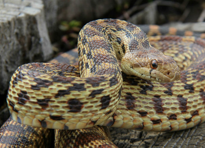 Pacific Gopher Snake