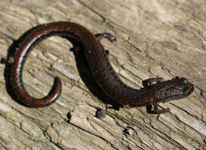 Slender Salamander