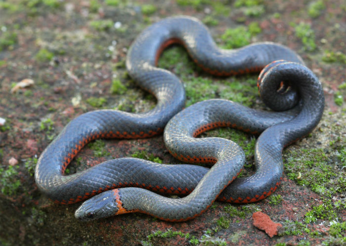 Pacific Ringneck Snake