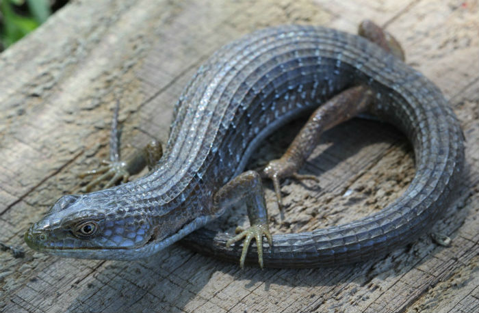 Southern Alligator Lizard