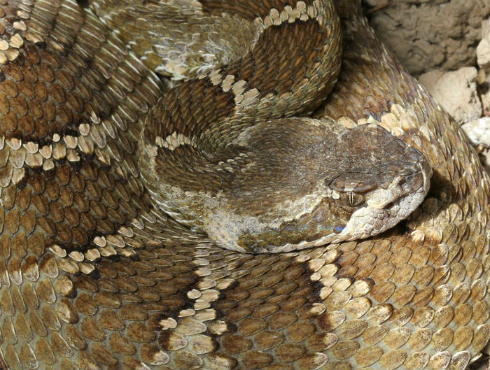 Northern Pacific Rattlesnake