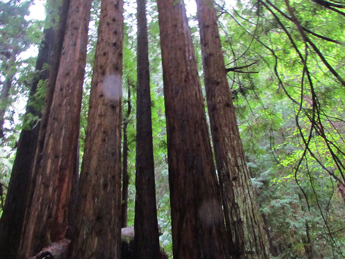 Coastal Redwoods