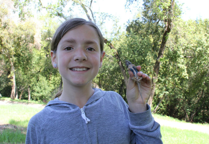 Western Fence Lizard