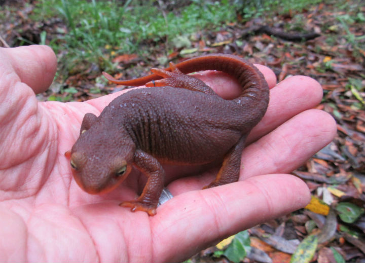 California Newt