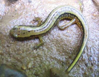 Two-lined Salamander